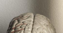 Brain