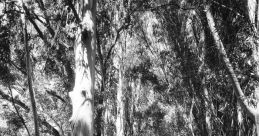 Eucalyptus