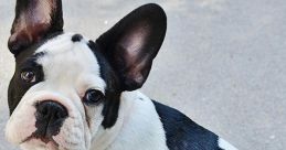 French-Bulldog