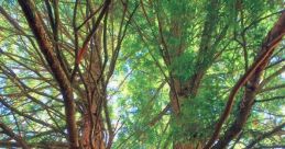 Branch