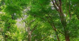 Wald