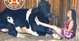 Cow