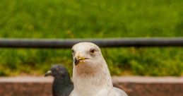 City-Birds