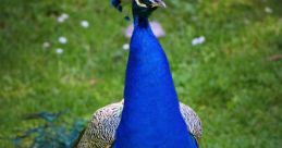 Fowl