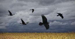 Crows