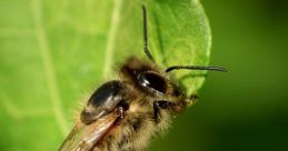 Insect