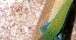 Gecko