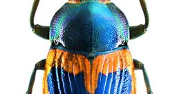 Bug