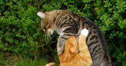 Cat-Fight