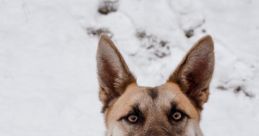German-Shepherd