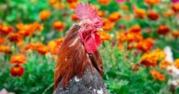 Crowing