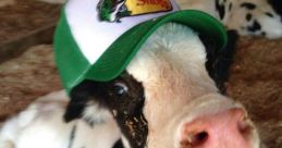 Moo