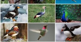 Aves