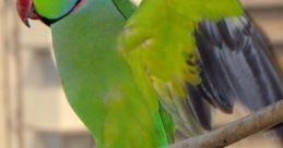 Squawk