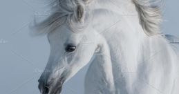 Horse-Galloping