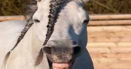 Horses