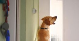 Dog-Bark The first that comes to mind when thinking of dog barks is a loud, echoing "Dog Bark" from a big dog. The deep,