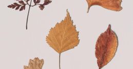 Dry-Leaves