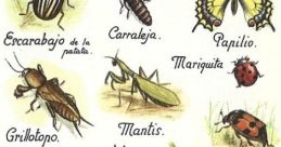 Insectos