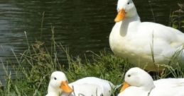 Ducks