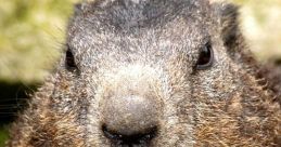 Rodent