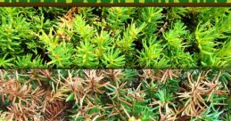 Bushes