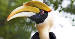 Hornbill