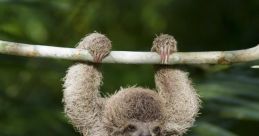 Sloth