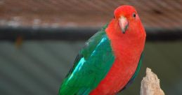 Australian-Parrot