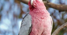 Galah