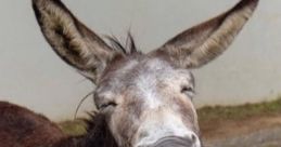 Donkey