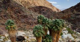 Desert