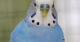 Budgie