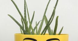 Pot
