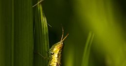 Grasshopper