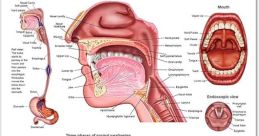 Swallowing