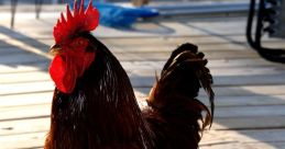 Clucking