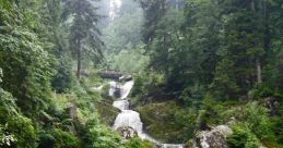Black-Forest