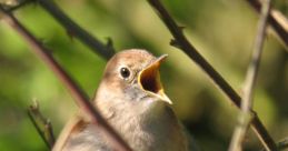 Nightingale