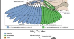 Wing