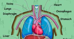 Human-Body