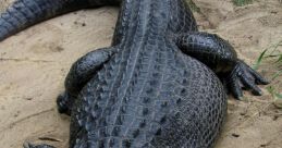 Alligator