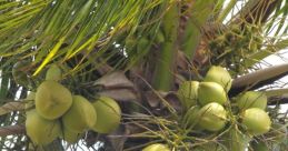 Coconut