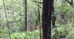 Bushwalk