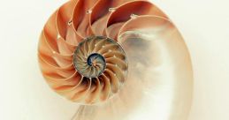 Seashell