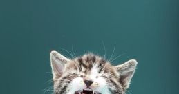 Meowing