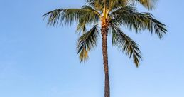 Palm