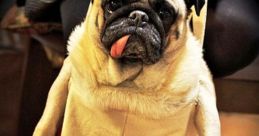 Pug