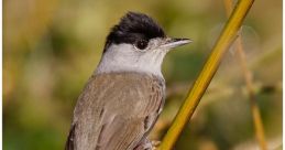Blackcap