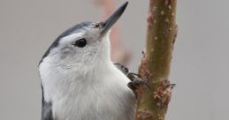 Nuthatch